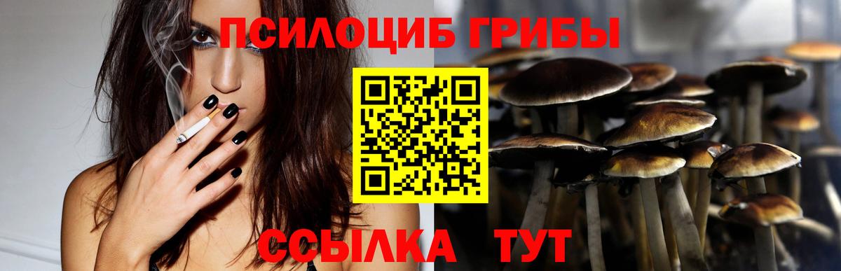 Псилоцибиновые грибы Psilocybine cubensis Славгород